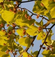 Fleur de Bach Beech Fleur de Bach Beech