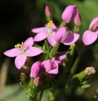 Fleur de Bach Centaury Fleur de Bach Centaury