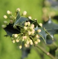Fleur de Bach Holly Fleur de Bach Holly