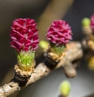 Fleur de Bach Larch Fleur de Bach Larch