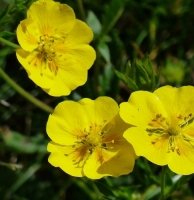 Fleur de Bach Rock Rose Fleur de Bach Rock Rose