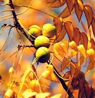 Fleur de Bach Walnut Fleur de Bach Walnut
