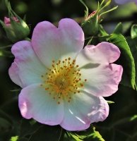 Fleur de Bach Wild Rose